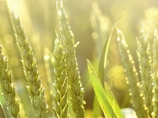 ABARES Essentials