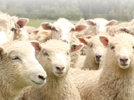 Livestock Products, Australia