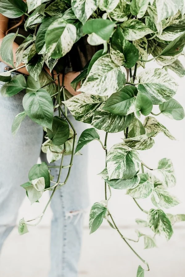 Close-up of a variegated pothos plant with green and white leaves, being held by a person wearing light-colored jeans.