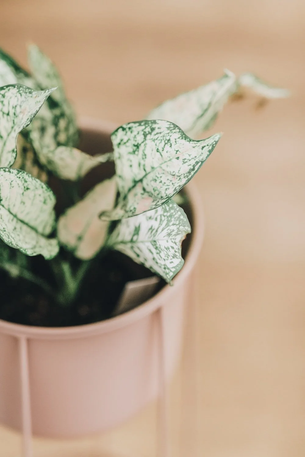 Close-up of variegated pothos plant with green and white leaves in a pink pot on a light wooden surface.