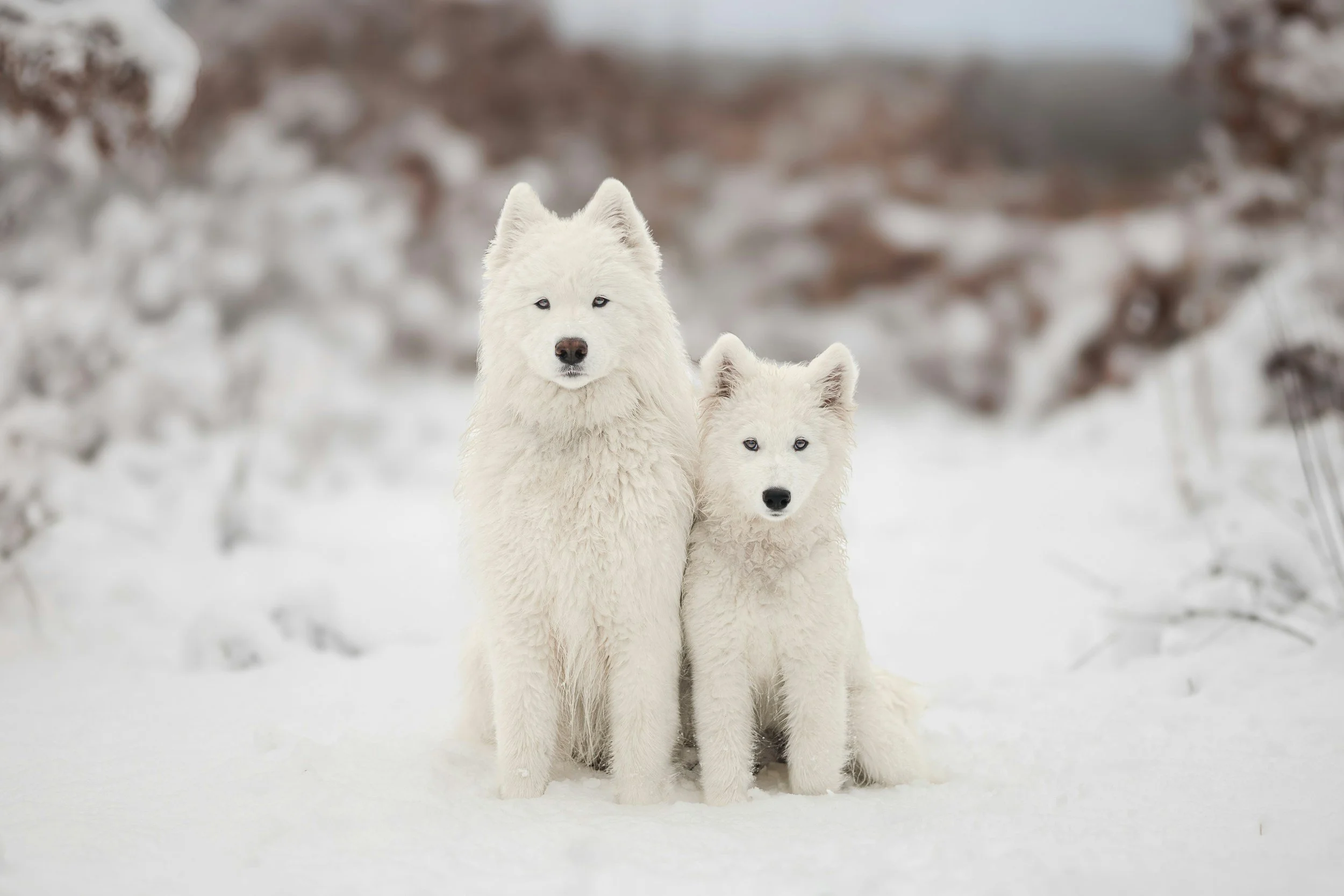 From Pup to Pack Leader: Coaching Through the Messy Middle