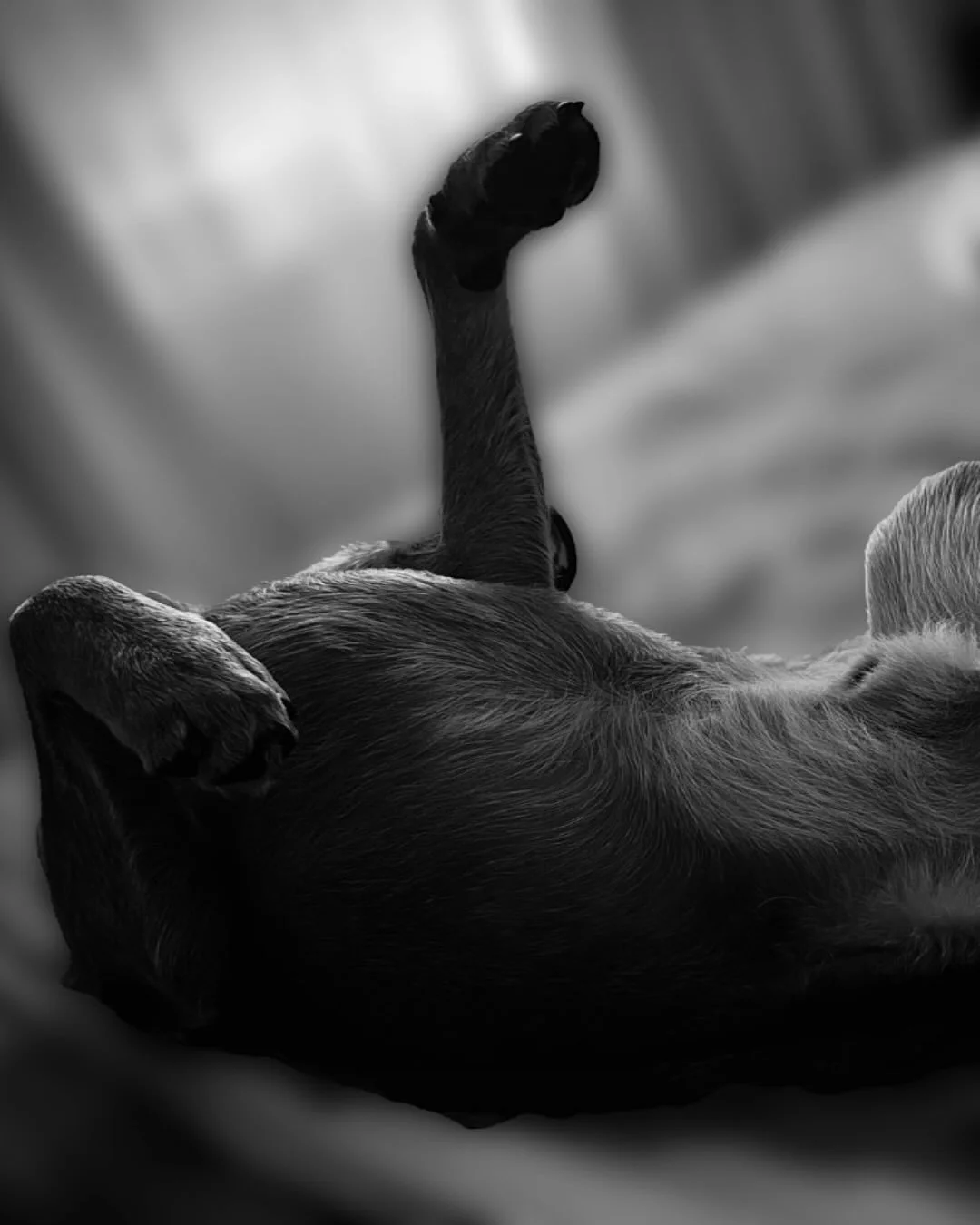 Dog life