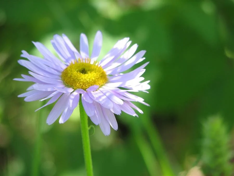 Beautifully Purposeful