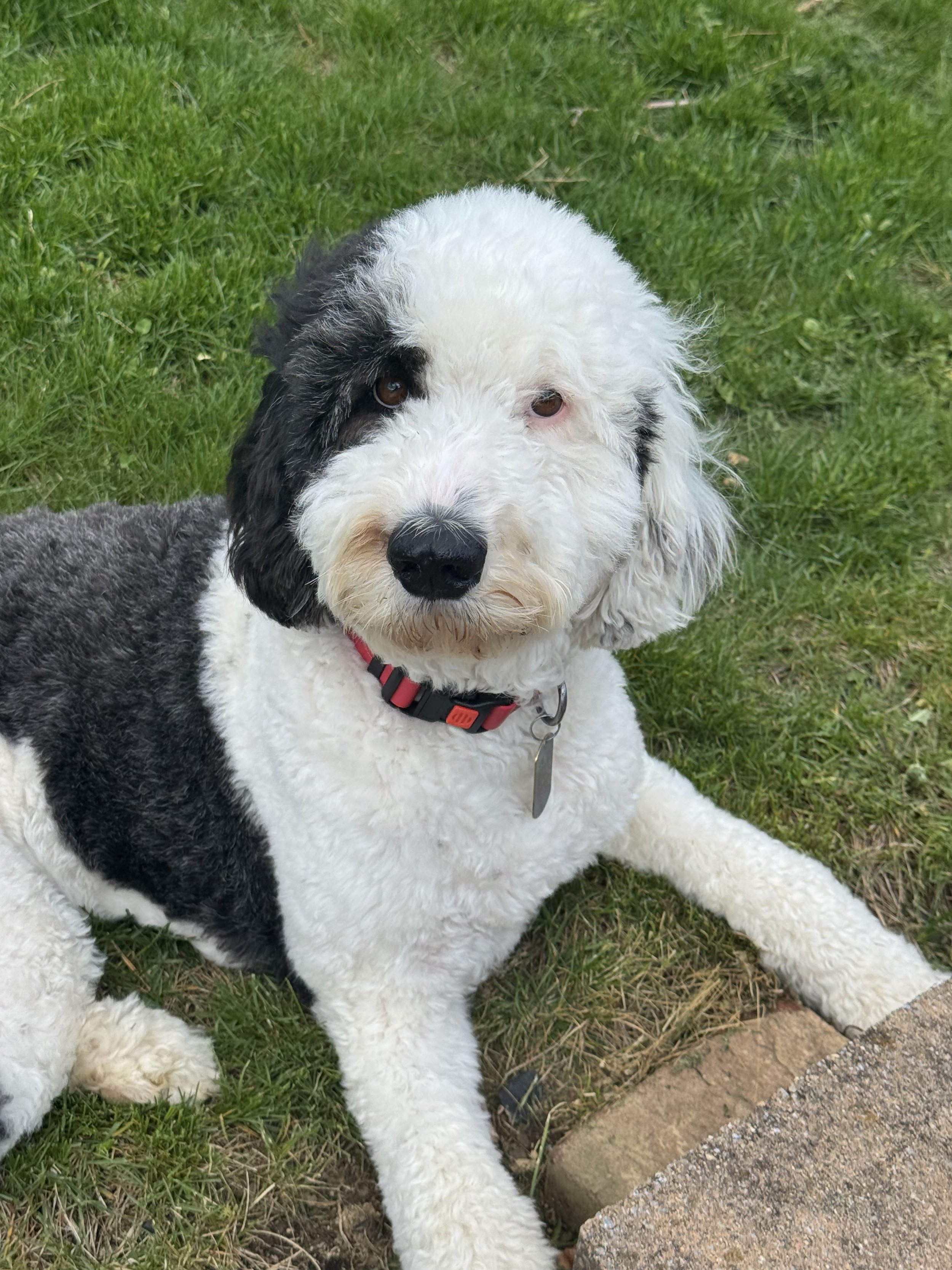 A picture of Ruffy, a fluffy black and white dog with a pink and black collar.