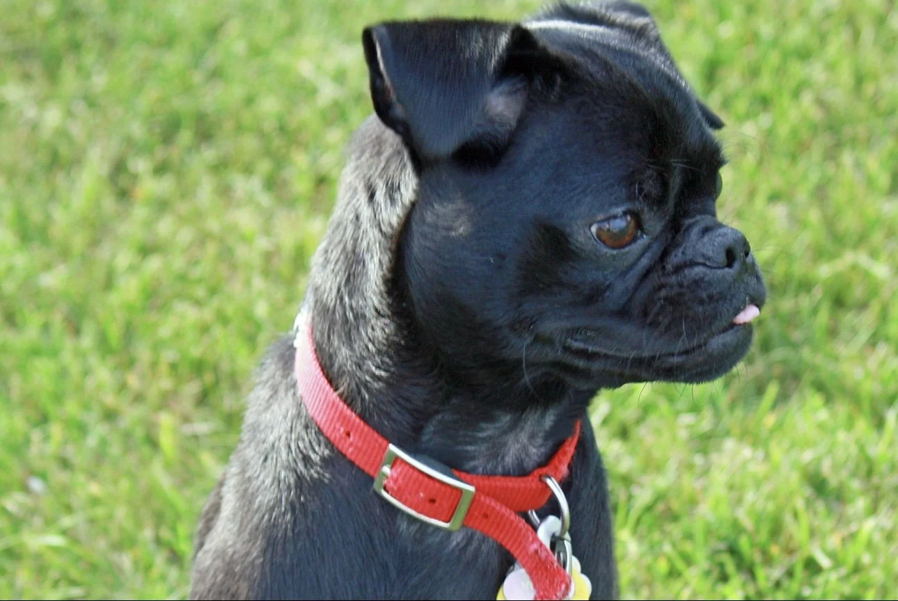 A picture of Muffin, a small black pug wearing a red collar.