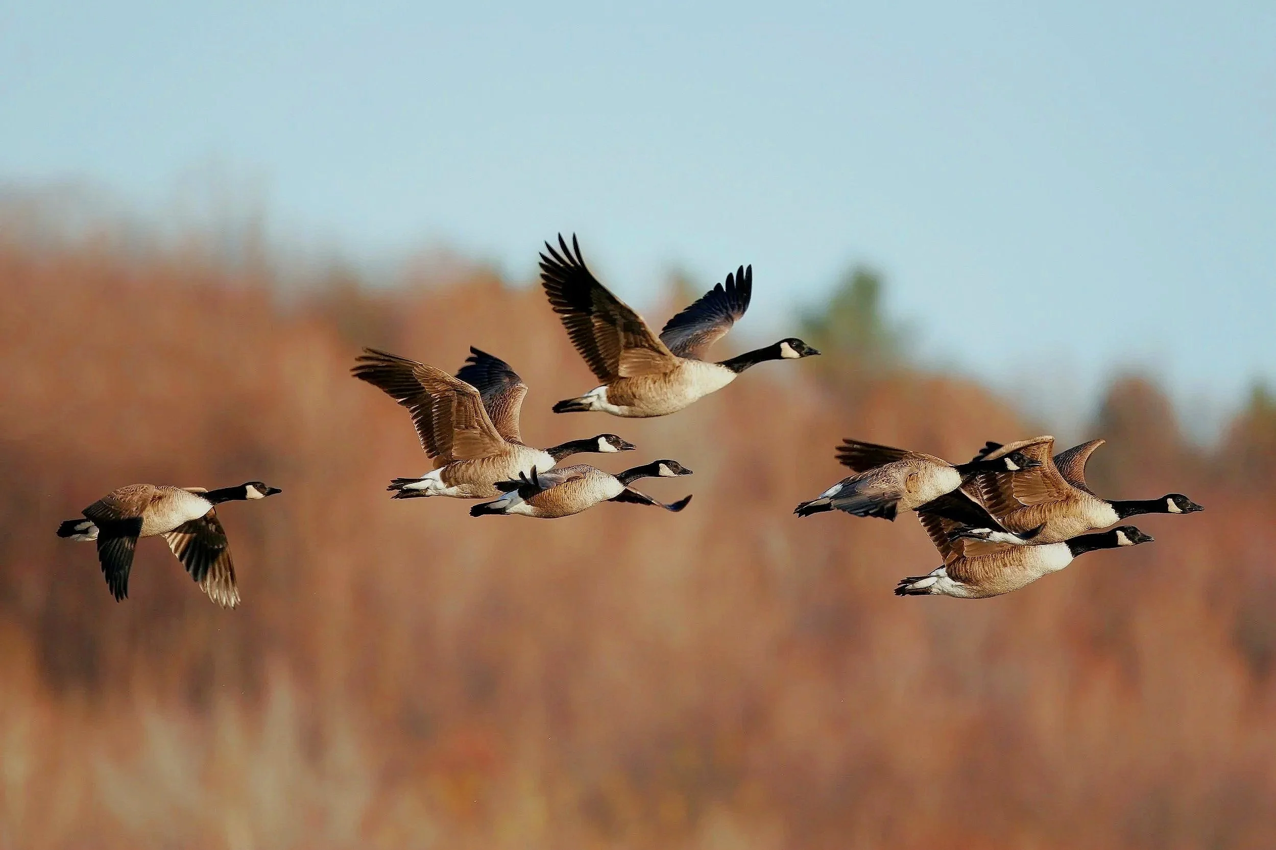Wild Geese