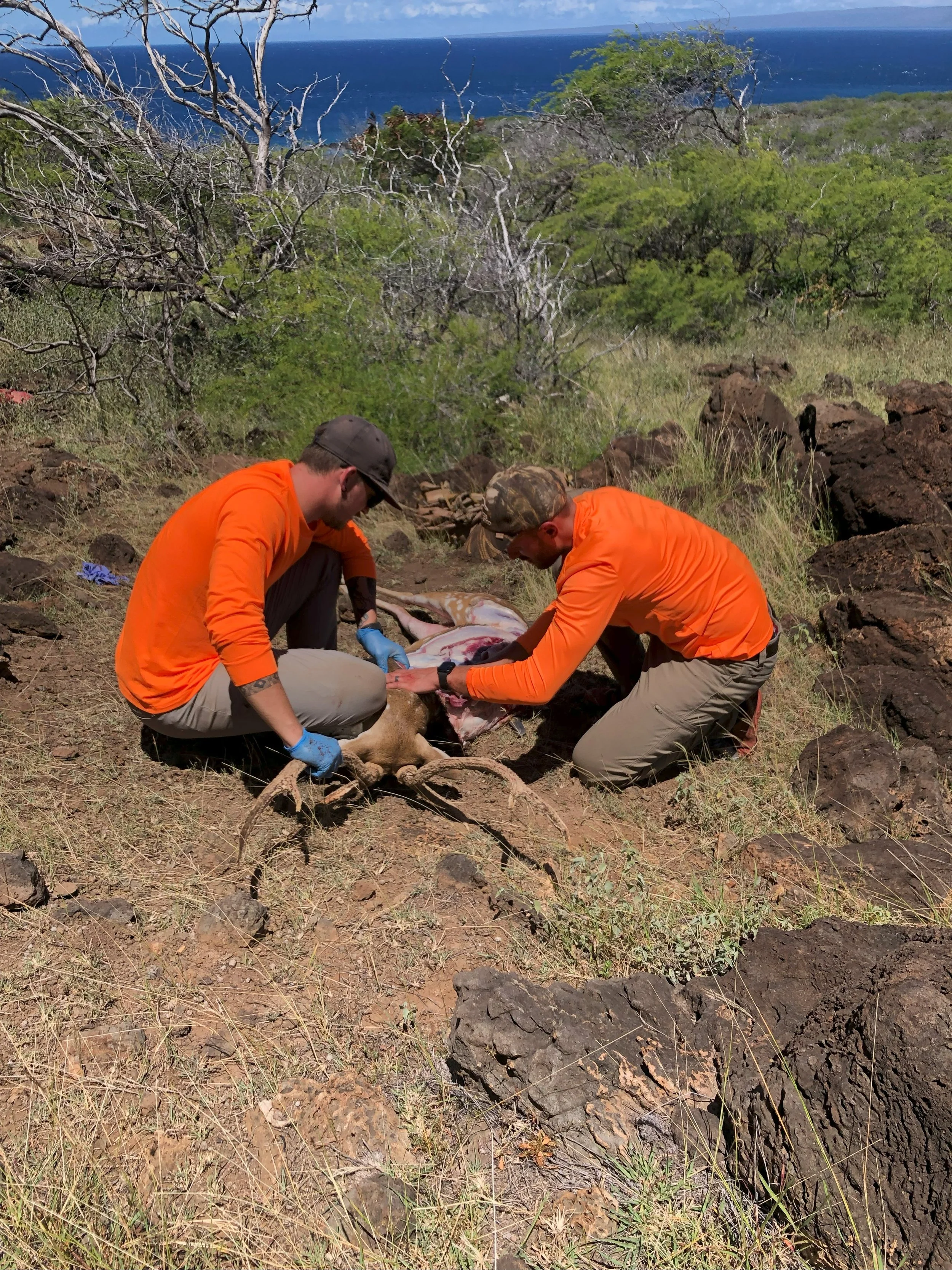 Two hunters in orange shirts and khaki pants examining a deceased mouflon sheep Hawaii on the ground in a rocky, grassy landscape with sparse trees and an ocean in the background.