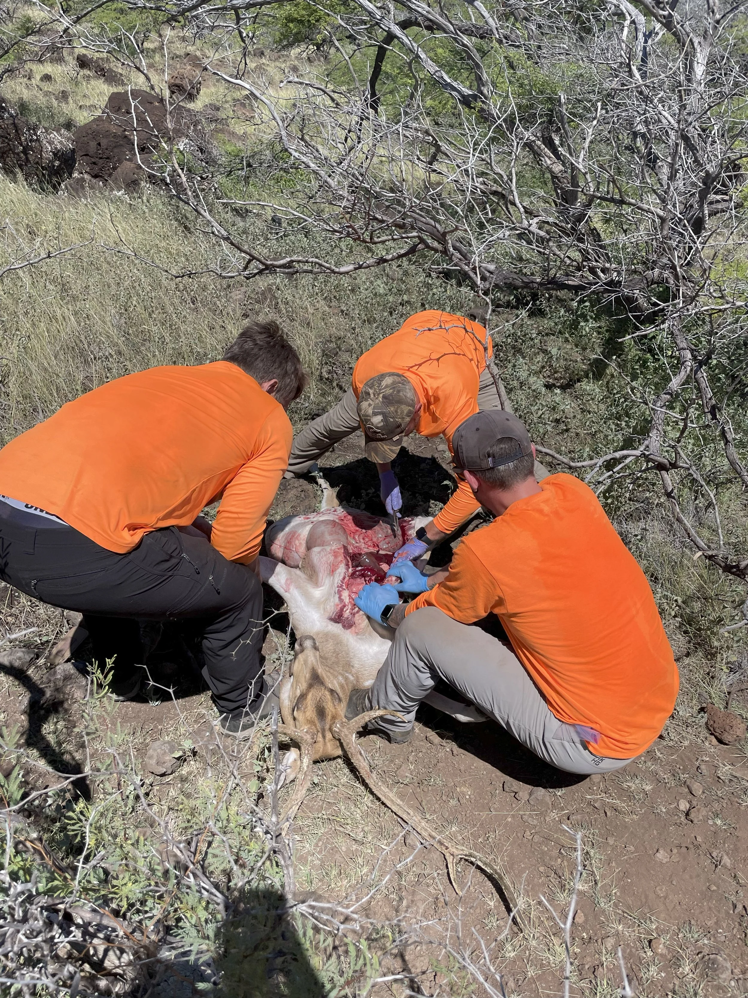 Three hunters dressed in orange and gray are examining and possibly treating a large animal, which appears to be a mountain lion, in a dry, bushy outdoor area with sparse trees and rocks.