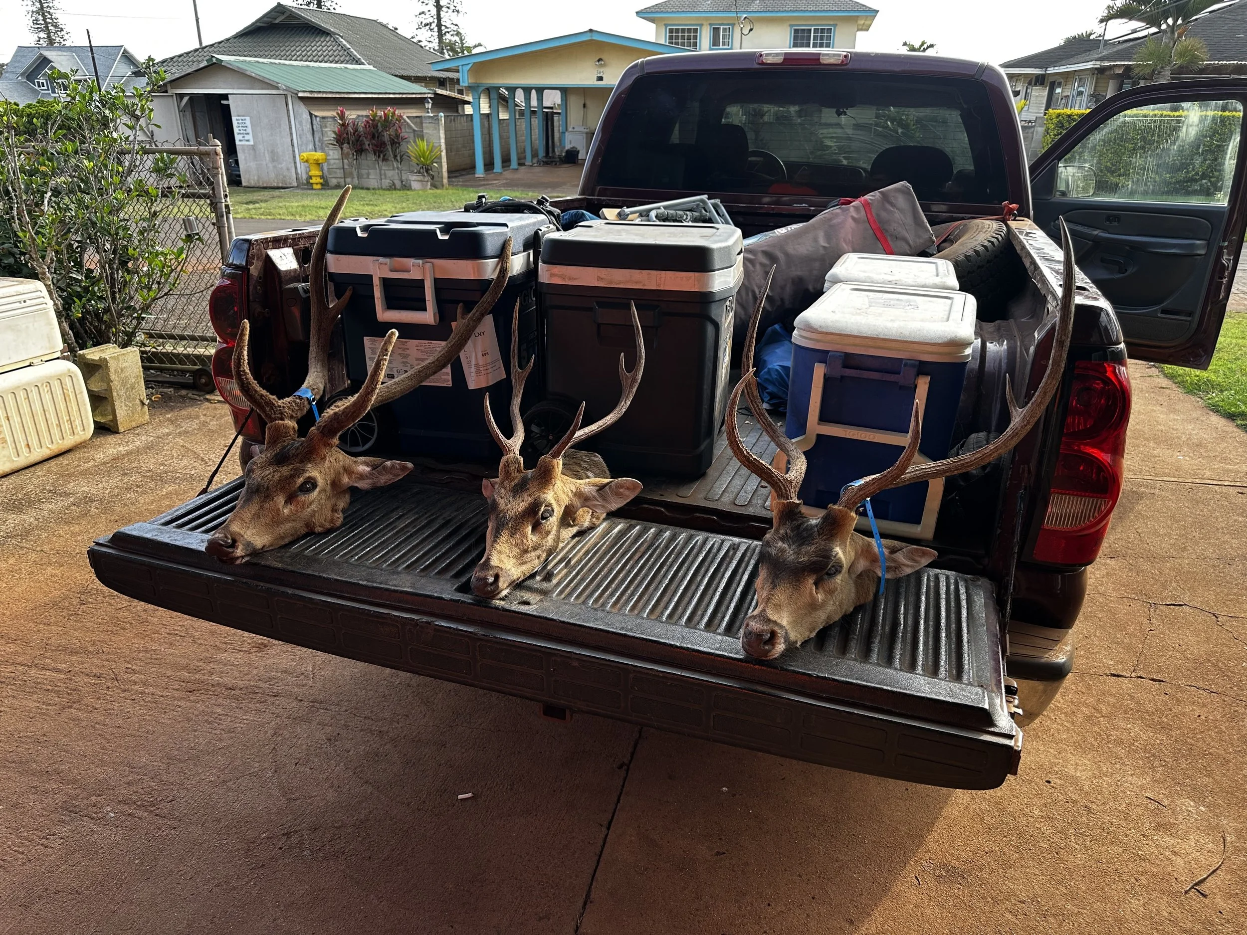Three deer heads with antlers are displayed in the back of a pickup truck, with cooler boxes and camping gear, in a residential driveway.