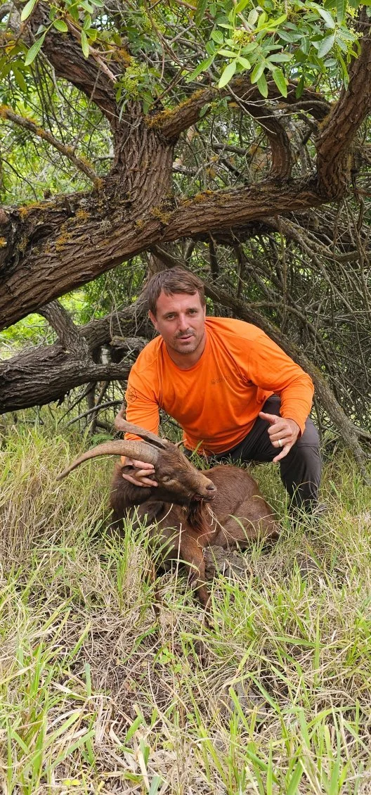 A hunter in an orange shirt crouching beside a dead feral goat Hawaii with large curved horns under a tree in a grassy area.