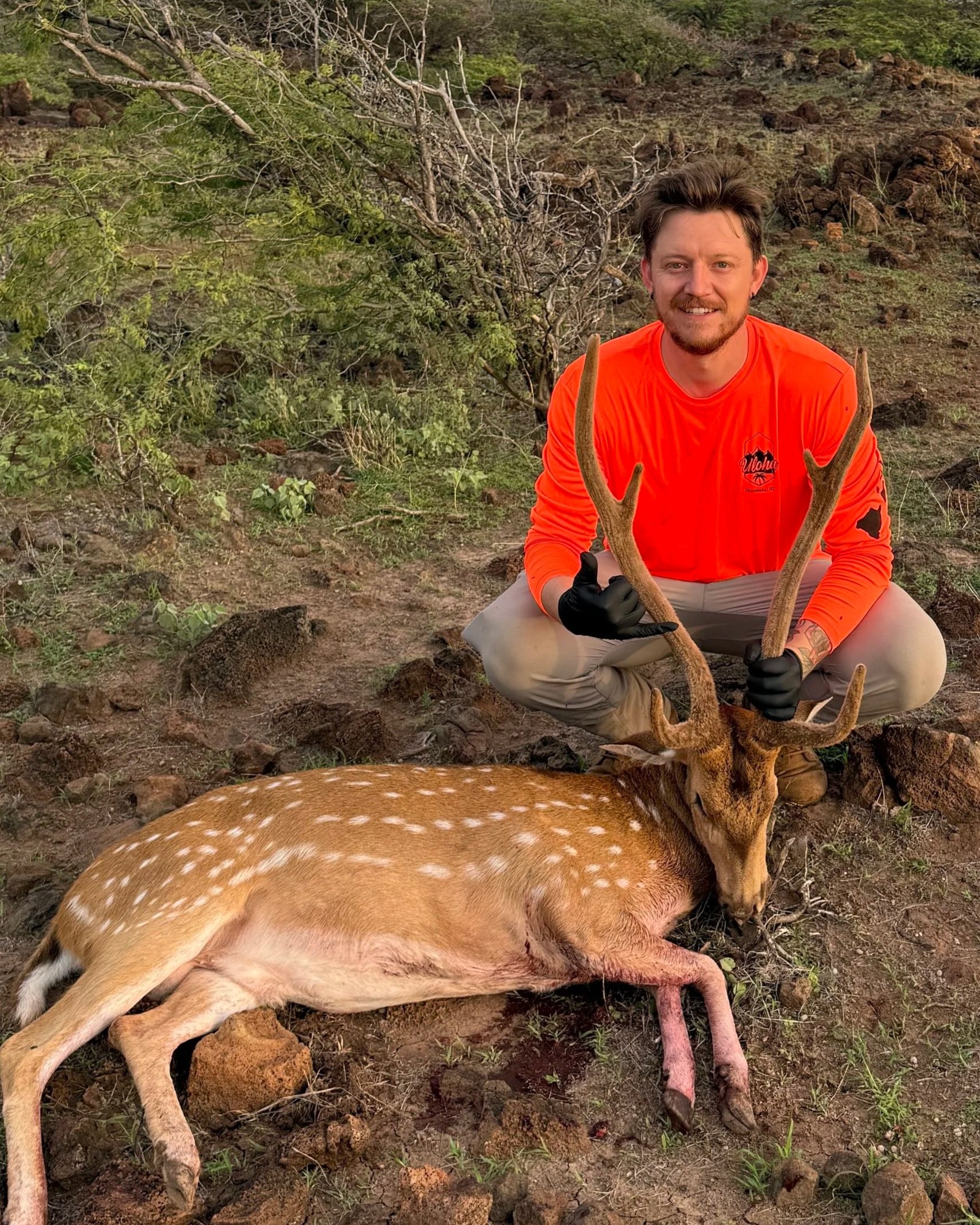 A hunter in an orange shirt kneels next to a dead axis deer Hawaii with antlers, holding one of its antlers, in a natural outdoor setting in Hawaii with grass and rocks.
