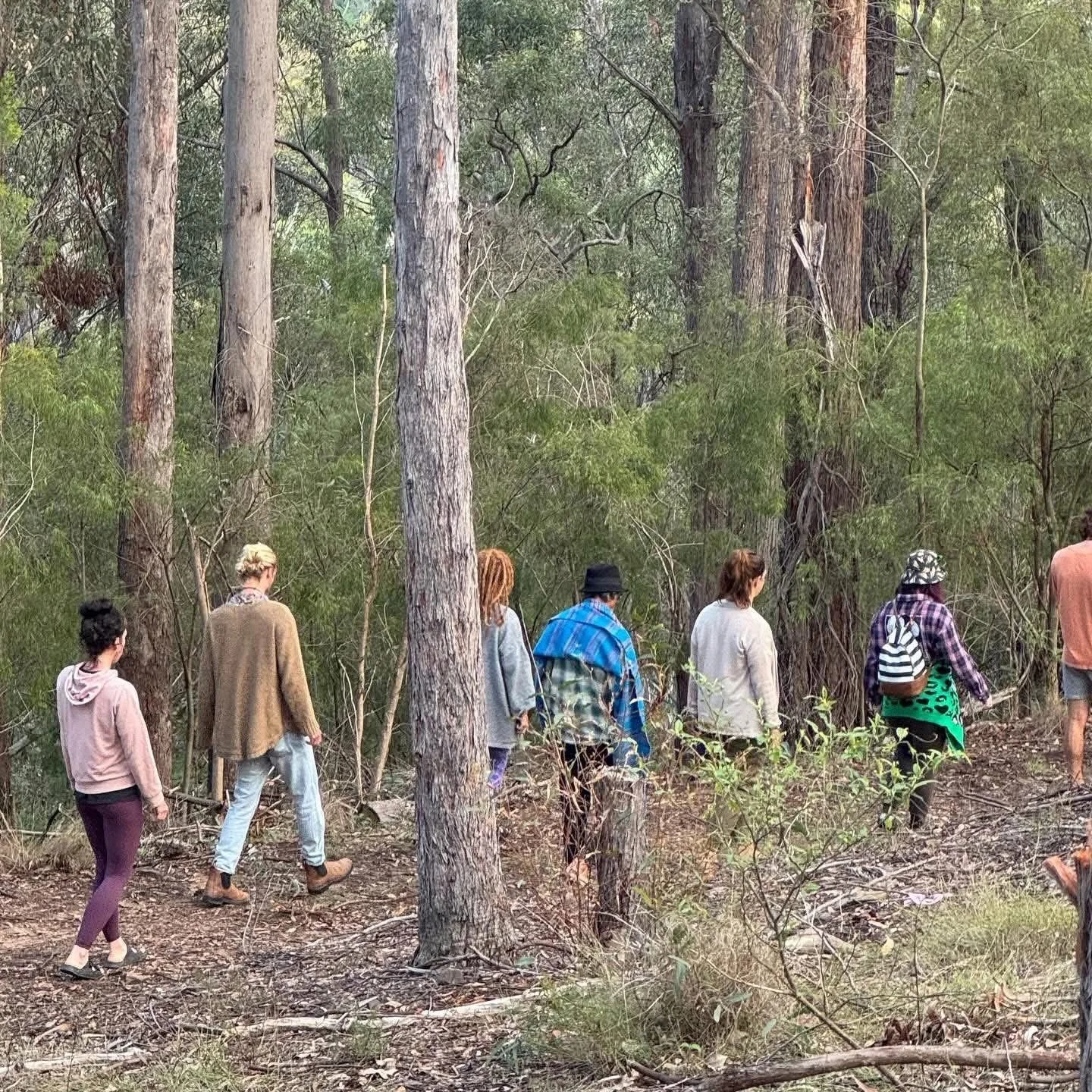 A group of people hiking through a forest with tall trees and green foliage.