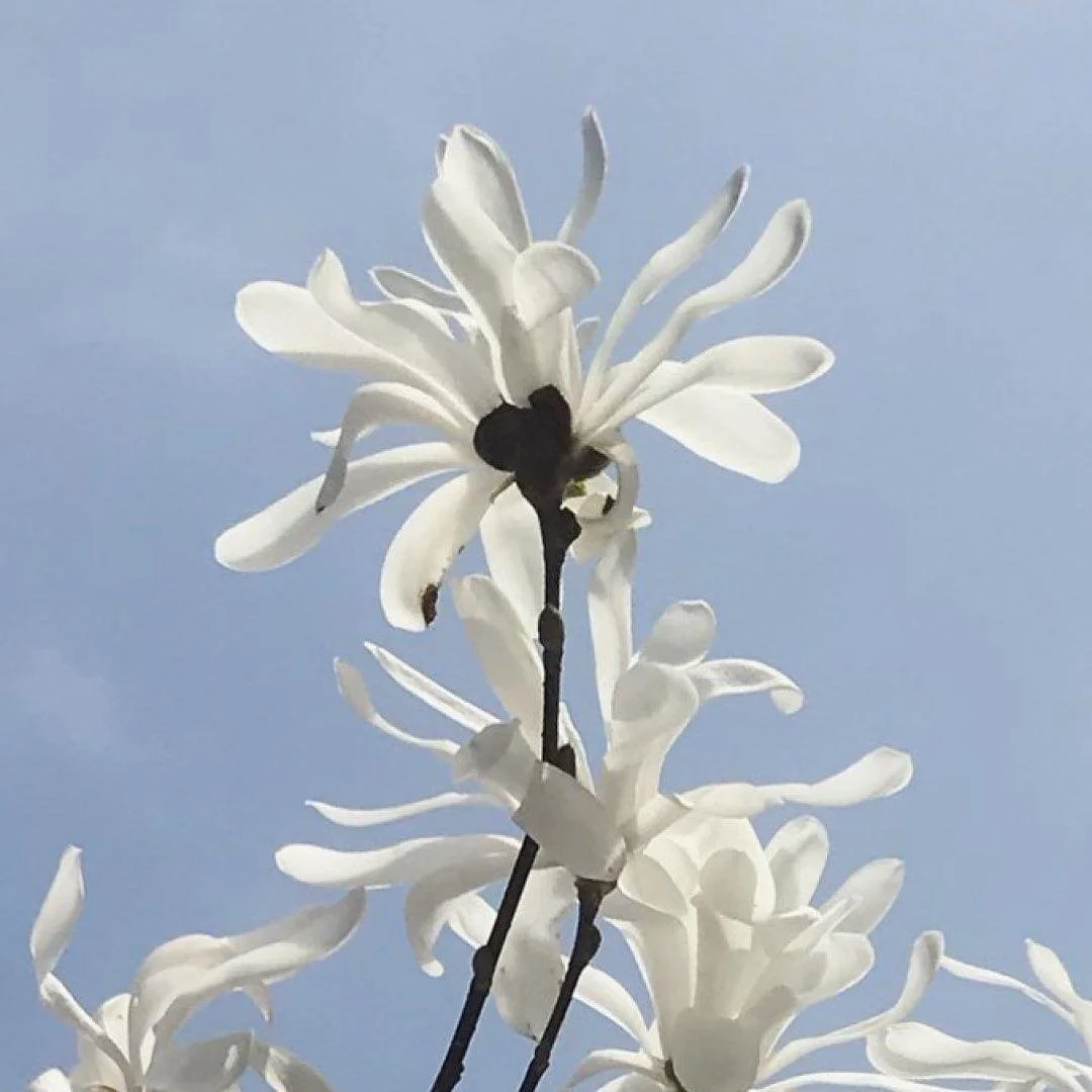 Close-up of white flowers with dark centers against a blue sky background.