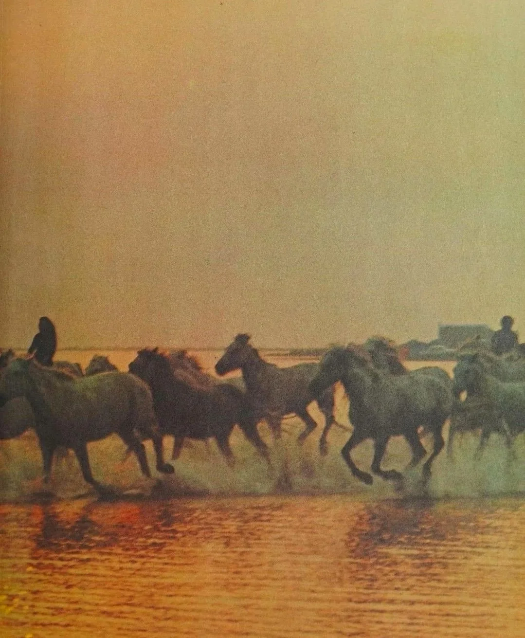 Horses running through the water at sunset with people riding them, in a seaside setting.