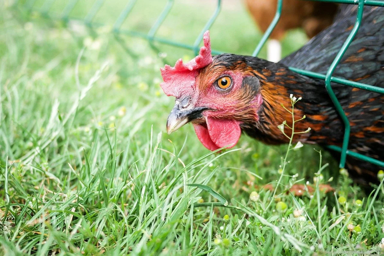 Ska 2026 bli året då vi slutar stoppa runda bollar i fyrkantiga hål?