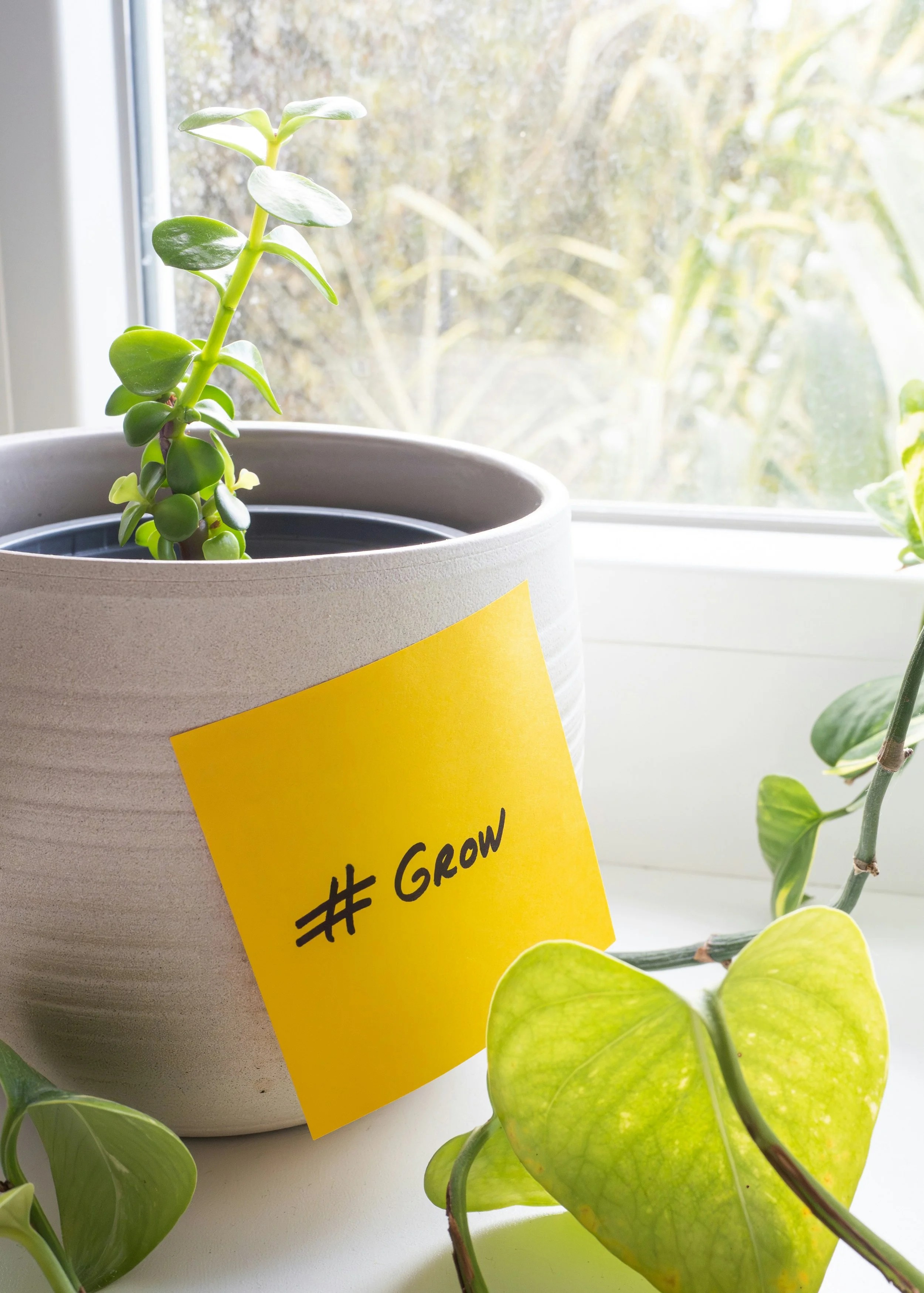 Una planta en una maceta gris con una etiqueta amarilla que dice '#Grow'. La planta tiene hojas verdes y está cerca de una ventana que deja entrar luz natural.