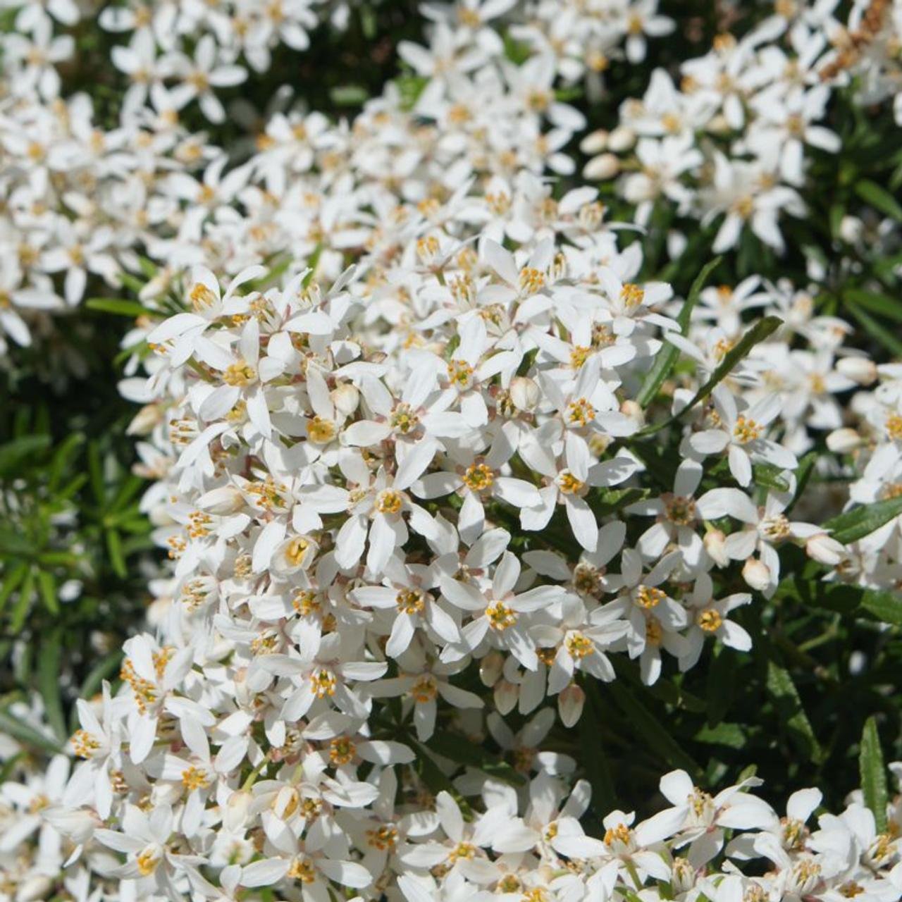 choisya-ternata-white-dazzler.jpeg