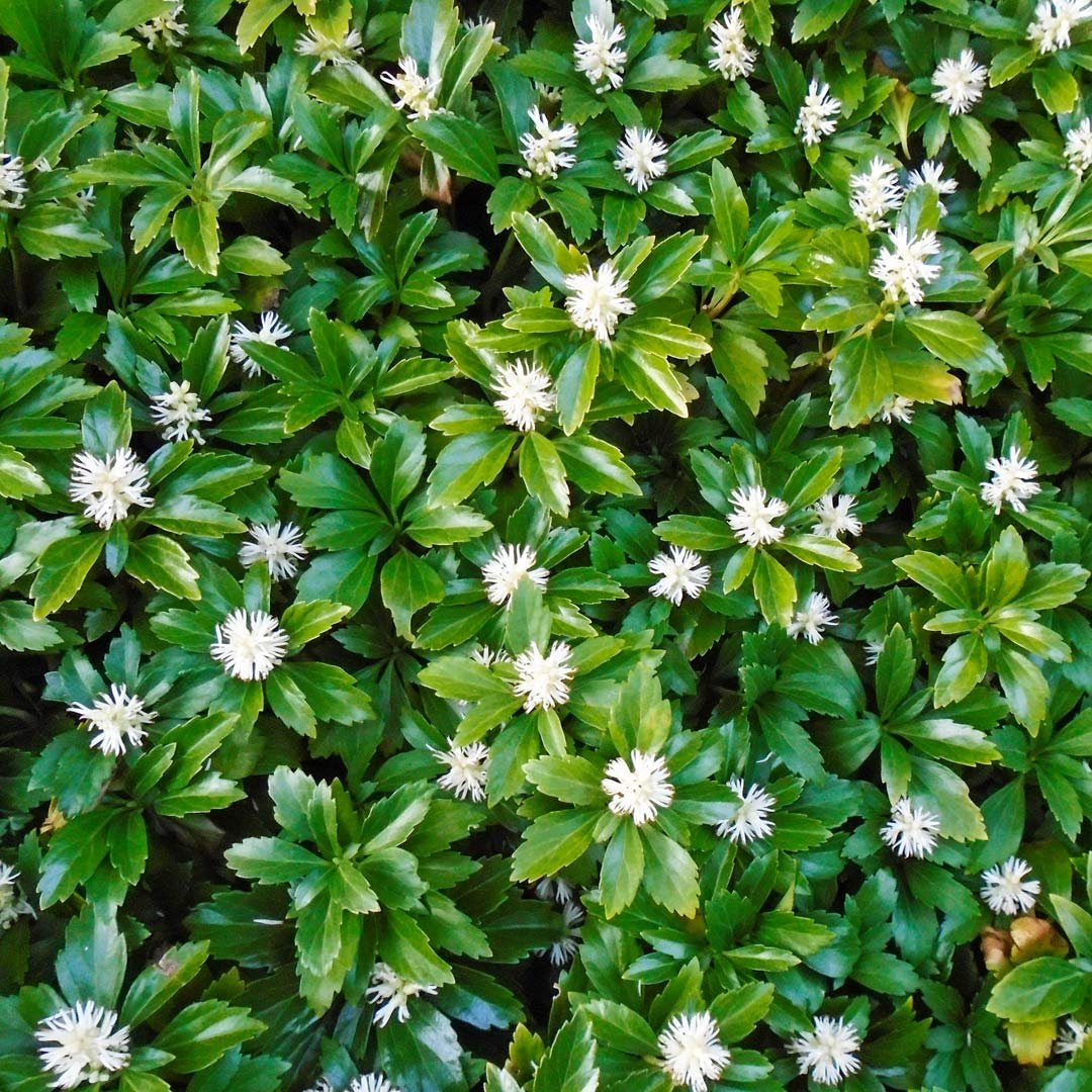 Pachysandra terminalis 'Green Carpet' 2L