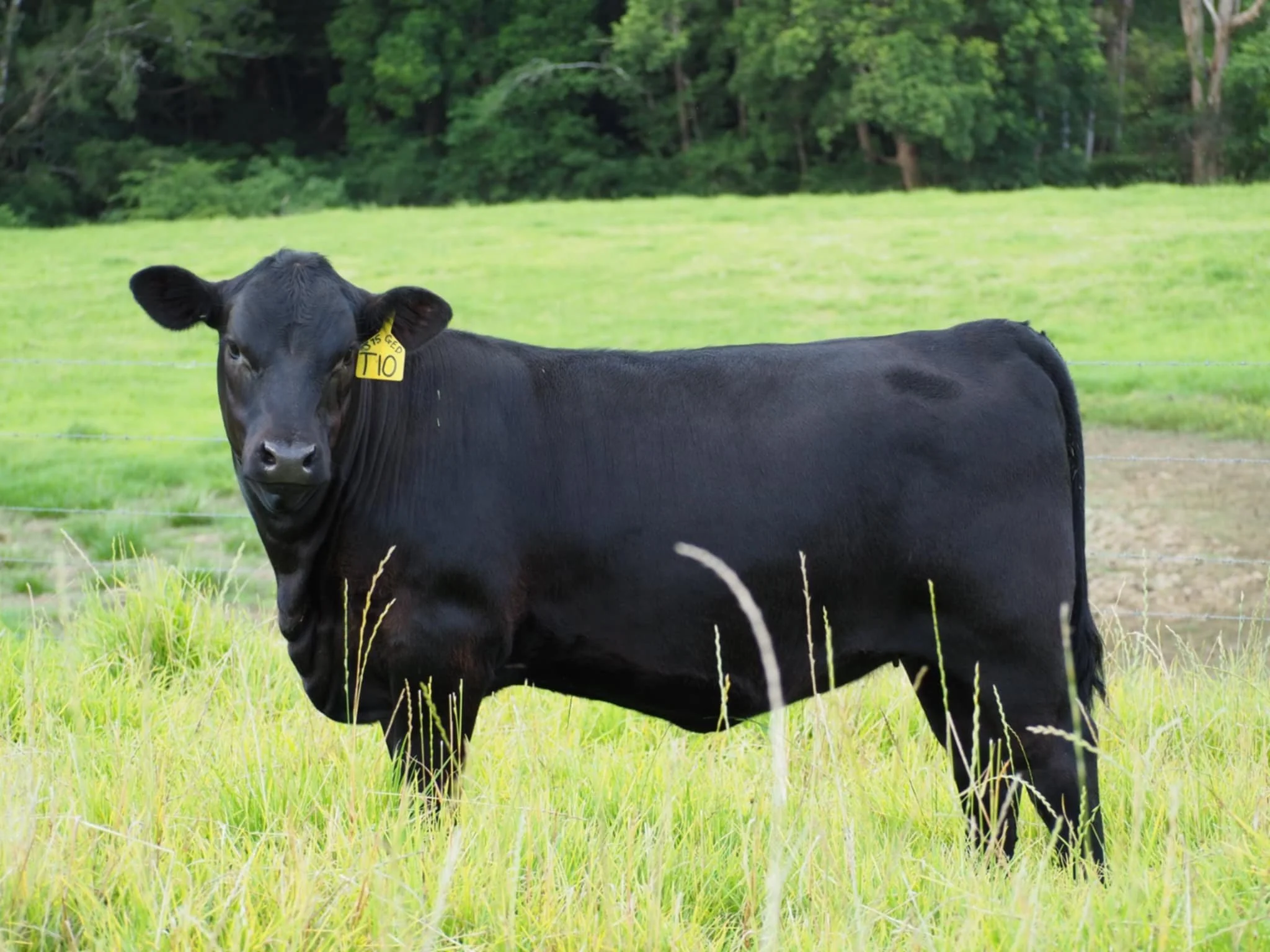 Franklin Princess T10 Angus Females