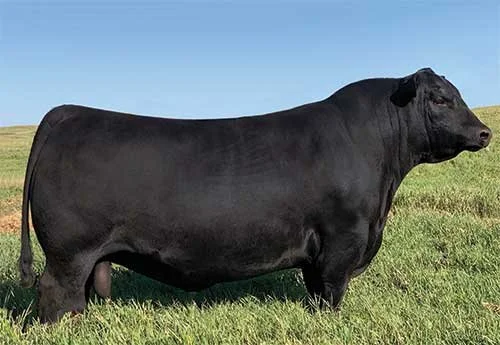 SAV America – powerful Angus bull with extreme thickness, depth, and muscle