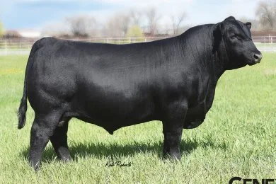 Musgrave Stunner, a functional Angus sire with balance, fertility, and real-world productivity