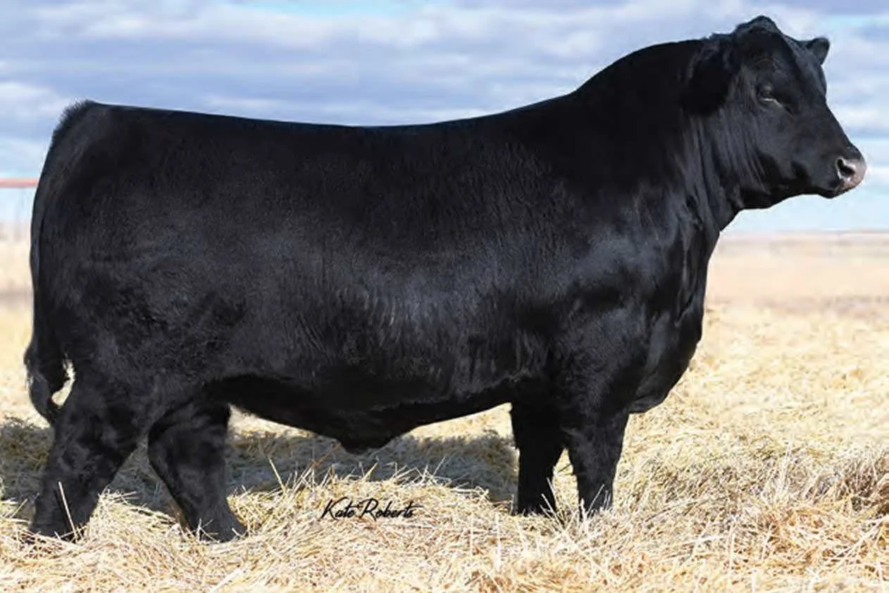 Square B True North, a proven Angus sire with structural soundness, feed efficiency, and balanced growth”