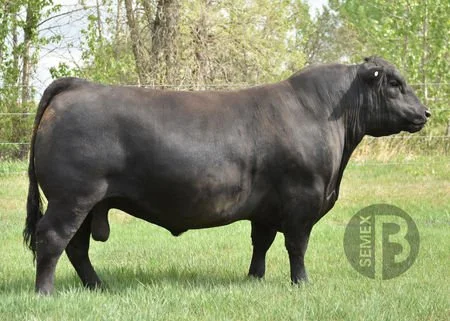 Varilek Geddes – structurally sound Angus bull with thickness, depth, and muscle