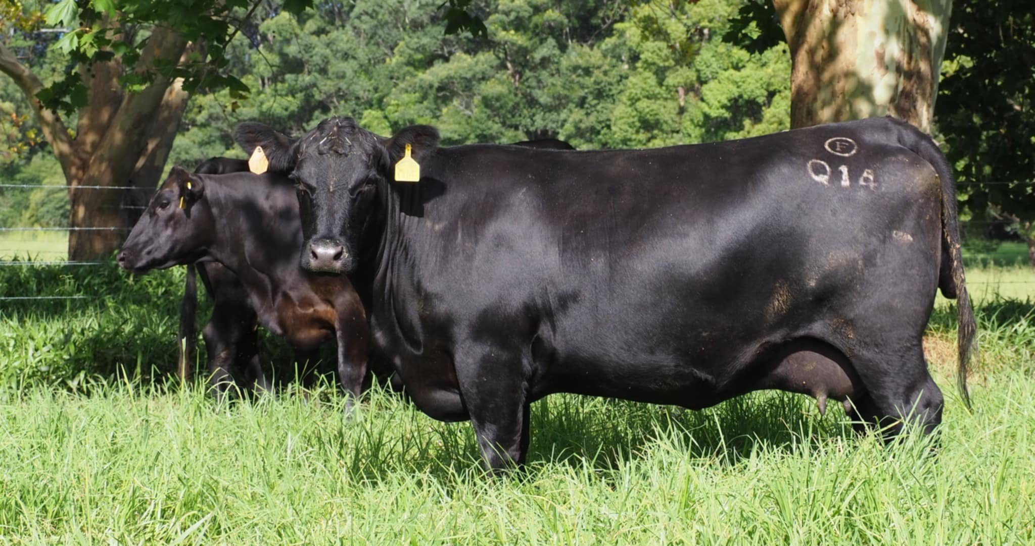 Franklin Forever Lady Q14 Coastal breed Franklin Angus Female in paddock