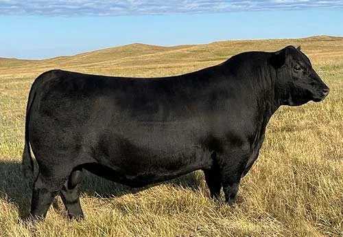 SAV Anthem – powerful Angus bull with thickness, depth, and strong topline