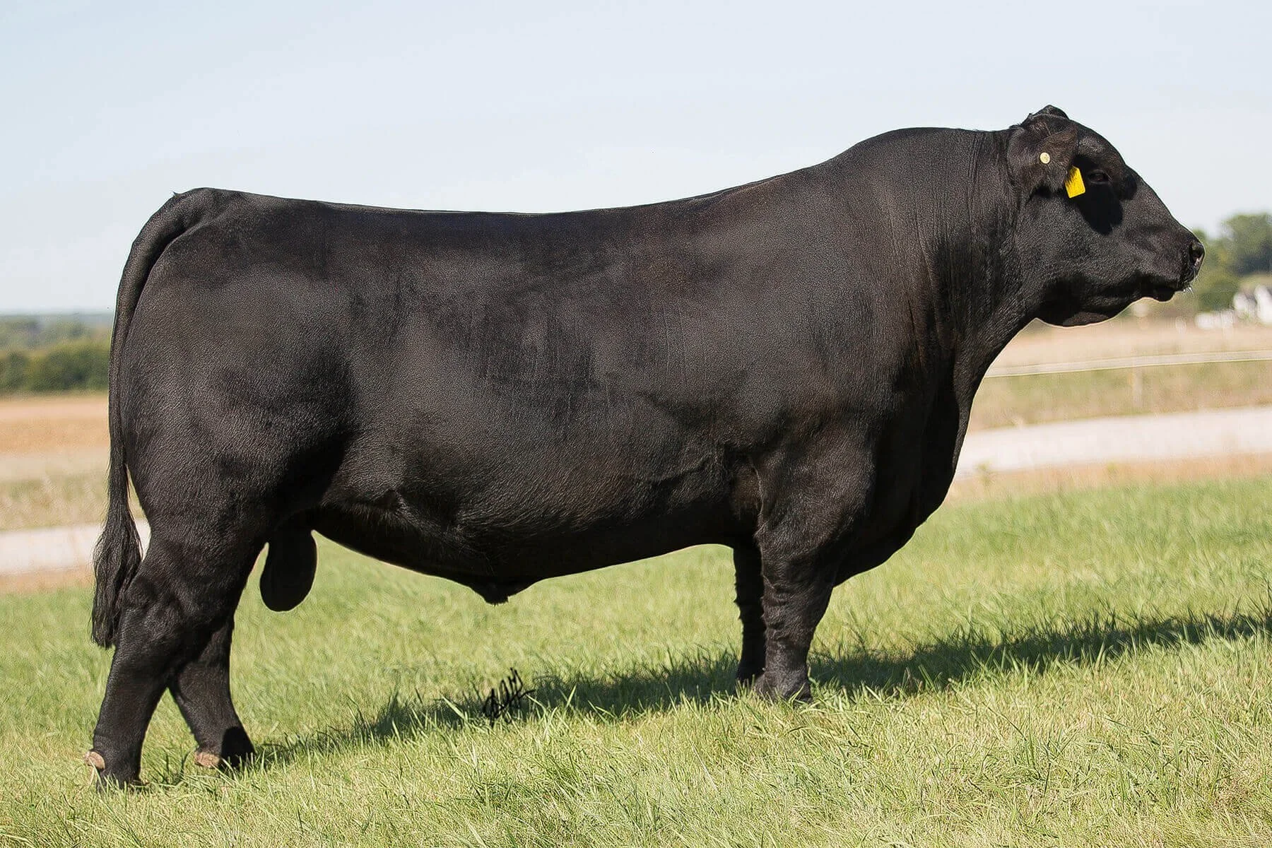 Sav Saclehouse Bull side profile