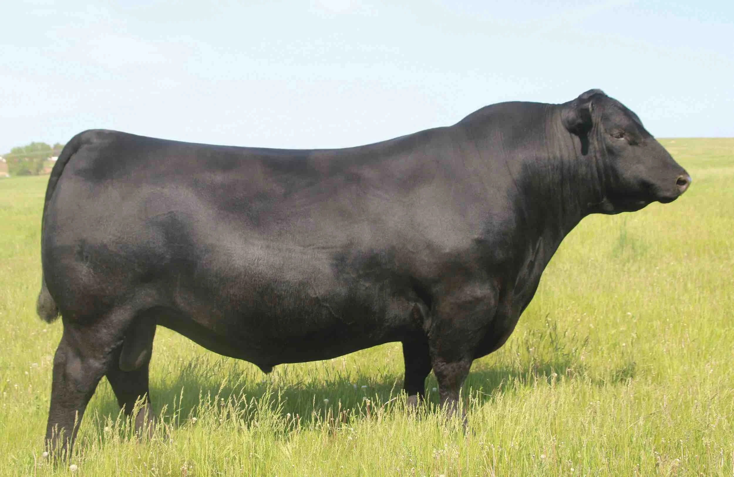 SAV Rainfall – proven Angus sire for fertility, growth, and maternal strength