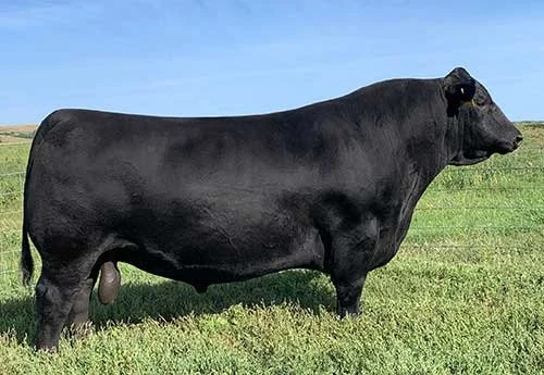 SAV Raindance, a high-performance Angus bull renowned for growth, docility, and maternal strength
