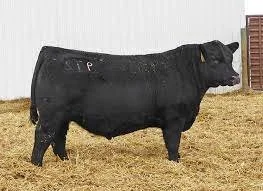 McCumber Carbon Angus sire known for growth, fertility, and feed efficiency