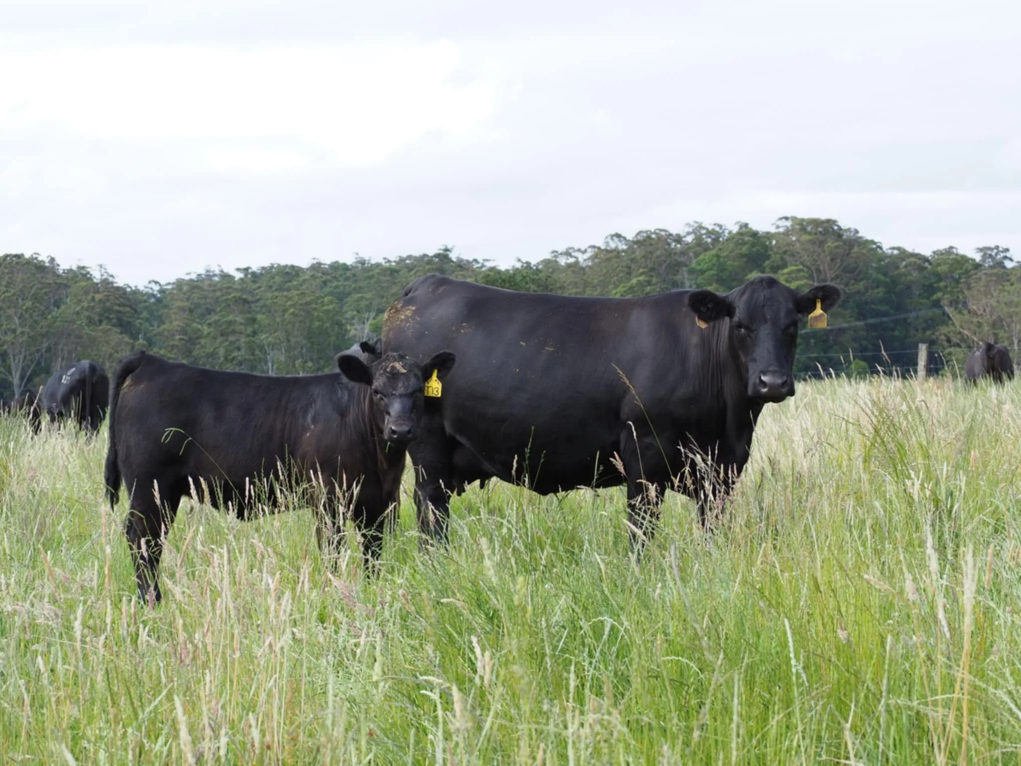 Franklin Applause N4 Angus Females