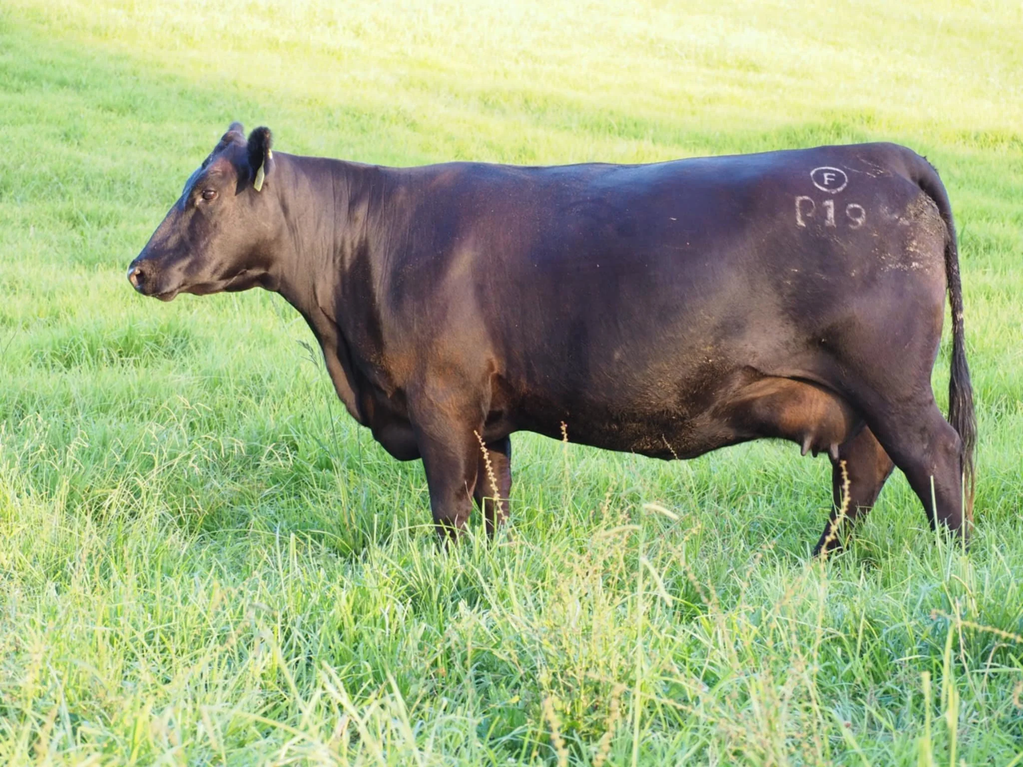 Franklin Gooligong P19 Coastal breed Franklin Angus Female