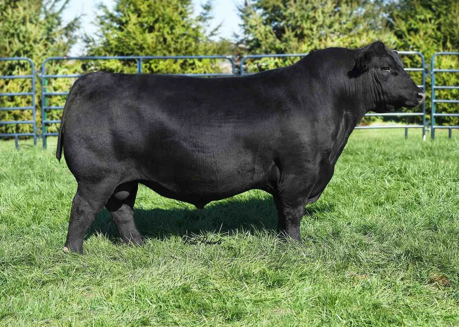 Spickler Angus sire displayed in PowerPoint – thick, deep-bodied, and balanced for real-world productivity”