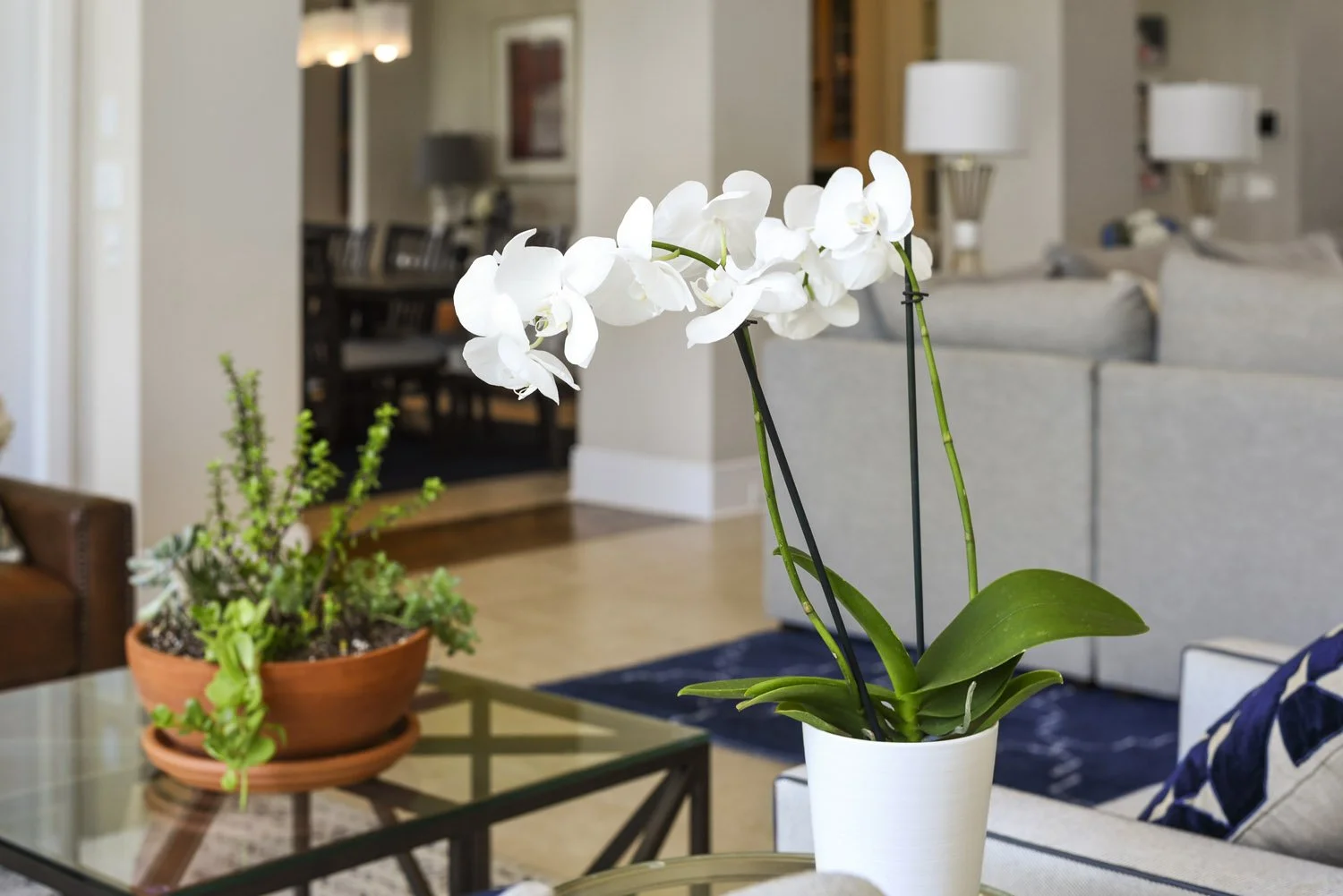 White orchid on a glass coffee table
