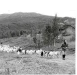 Skjermbilde_23-5-2025_112548_jonsoktilolsok.squarespace.com.jpeg