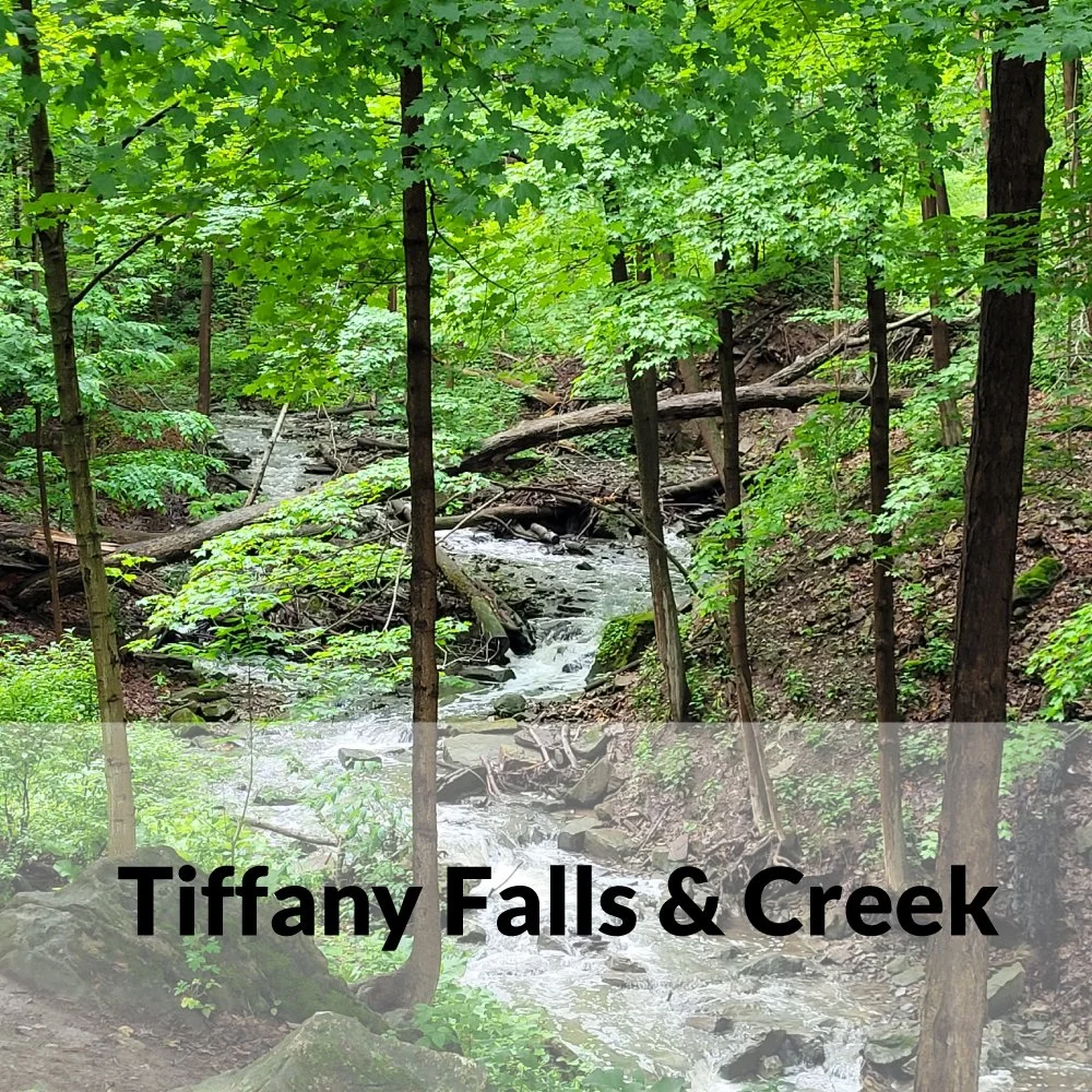 Plein Air Art Class at Tiffany Falls Conservation Area - July