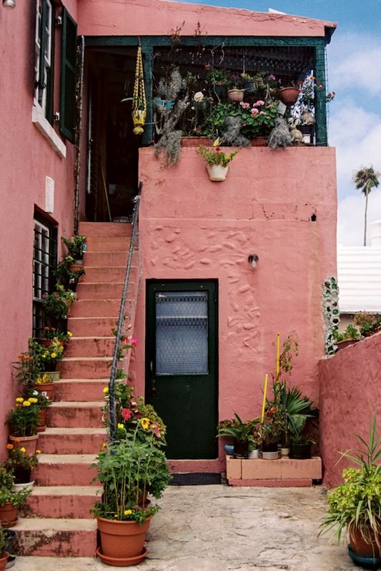 Fowers all around - Bermuda