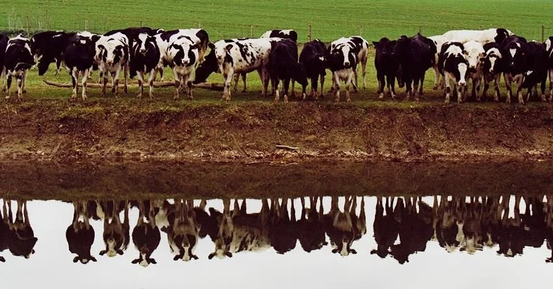 Cows seeing their reflections - Lancatsre PA