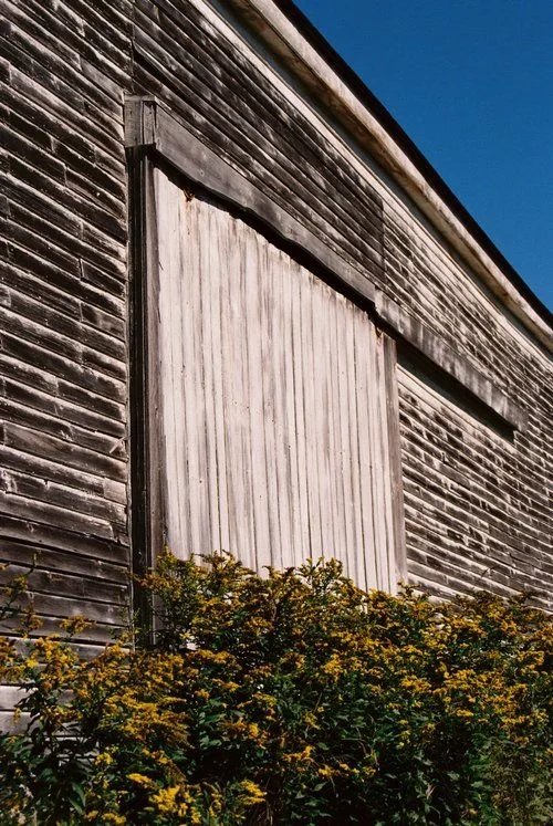 An old weathered wooden barn with a closed sliding door, surrounded by yellow flowering bushes under a clear blue sky.