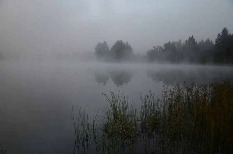Misty Morning Fog - Allegany State Park NY