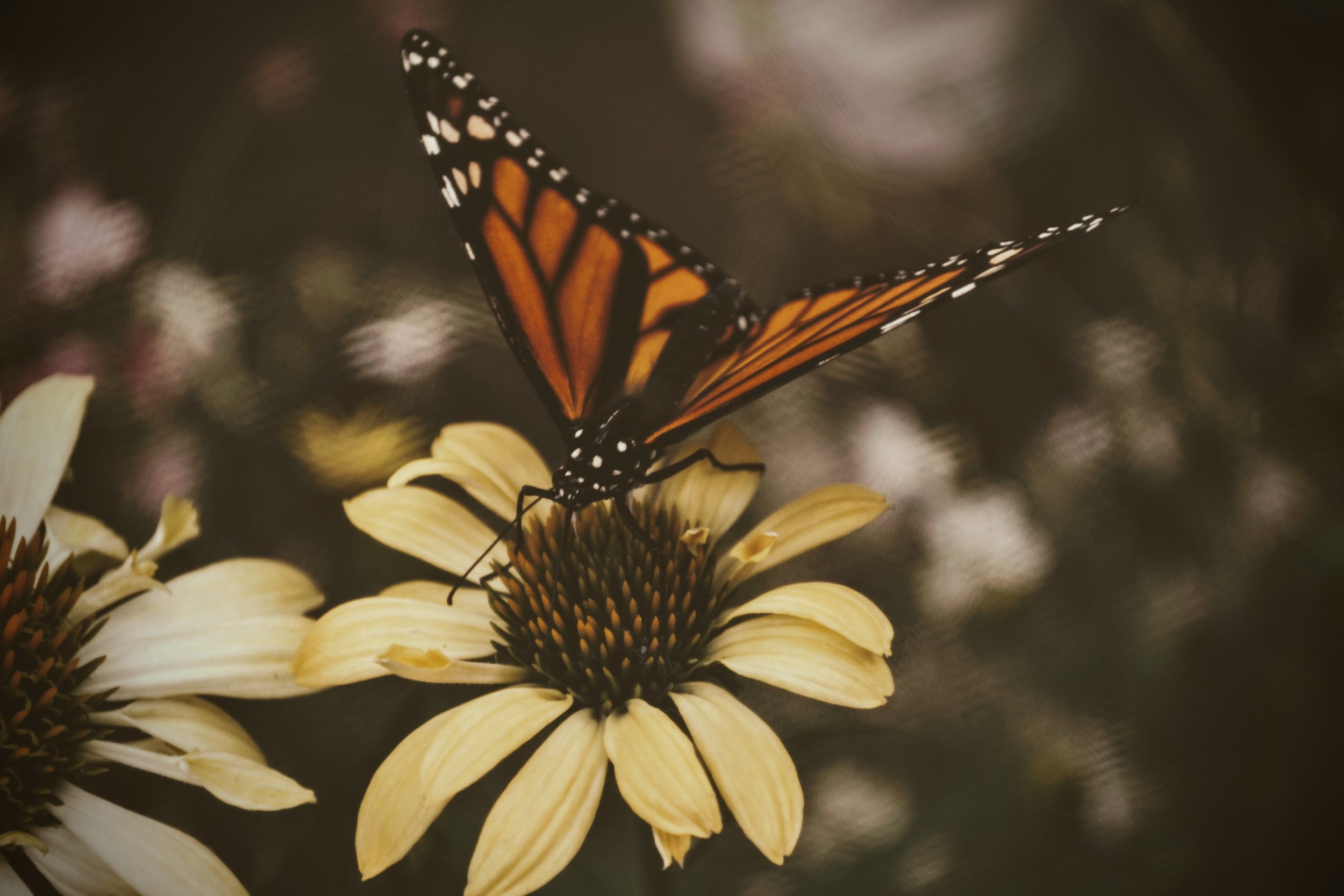5/5/5 Gratitude Journal