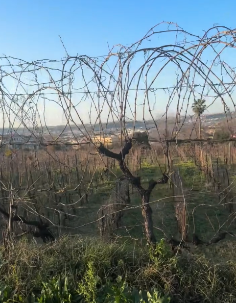 Adelle Musella • CAMPANIA