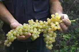 Cornelia Tessari • VENETO