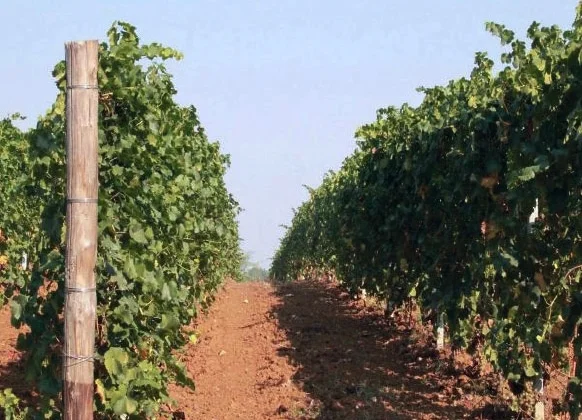 Molinetto • PIEMONTE