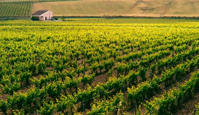 Libero   • SICILIA