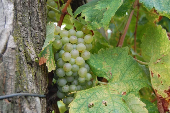 Conti Riccati • VENETO