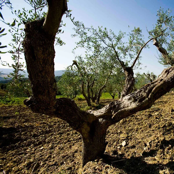 Poggio Mandorlo  • TOSCANA